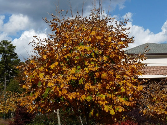 {Cladrastis kentukea}